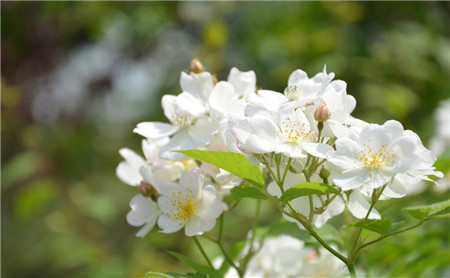 薔薇花的藥用價(jià)值