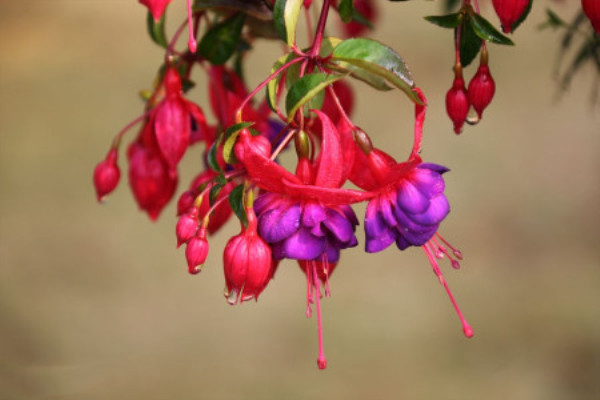 這種“花”，渾身長(zhǎng)滿小燈籠，家里有一盆，全家喜洋洋