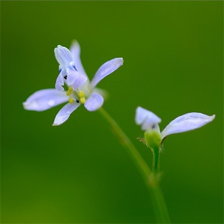 還亮草花語