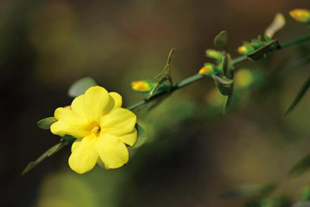 迎春花的花語(yǔ)