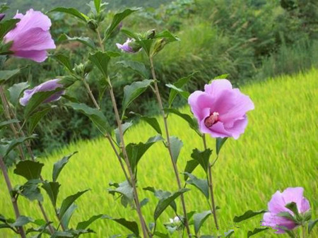 木槿花是國(guó)花