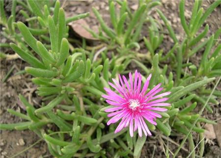 松葉菊的花語(yǔ)——功勛