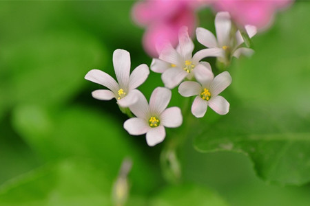 白花醡漿草的花語