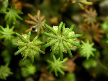 苔蘚植物的經(jīng)濟功能