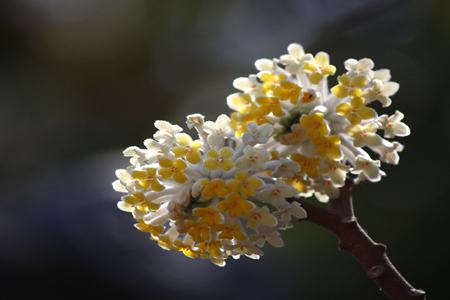 結(jié)香花有毒嗎