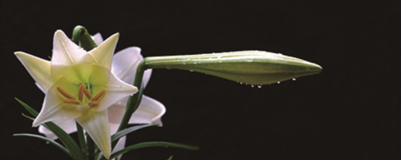 百合種植方法和時間，花后怎么處理