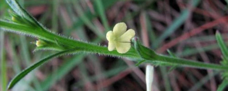 獨腳金的種植方法、栽培技術(shù)