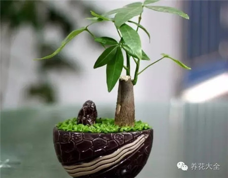 客廳擺放植物，全家喜氣