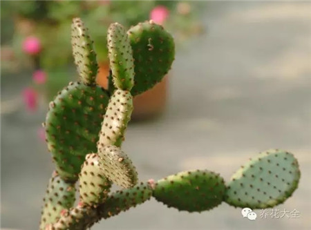 適當位置擺植物，擋煞氣