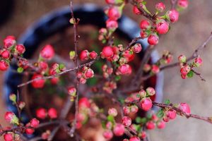 過年逛“花市”，這“3種”花要避開，買回家根本養(yǎng)不活！