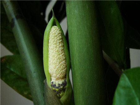 金錢樹(shù)開(kāi)花