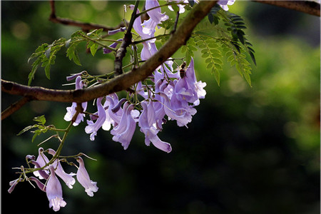 藍(lán)花楹