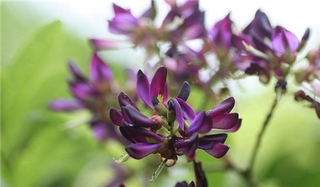 雞血藤開(kāi)花欣賞圖片