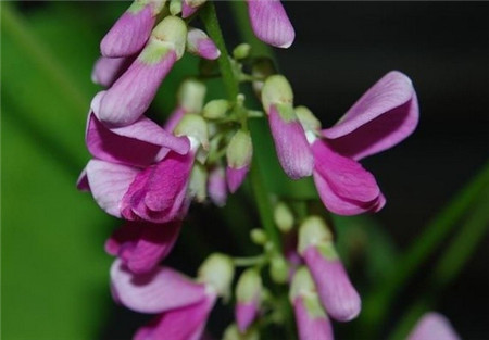 雞血藤開(kāi)花美圖