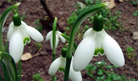 雪滴花的花語(yǔ)