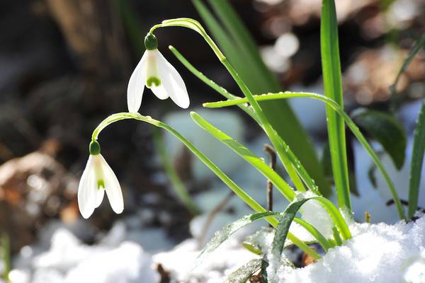 雪滴花的花語(yǔ)和傳說(shuō)