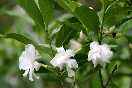 狗牙花的藥用方法