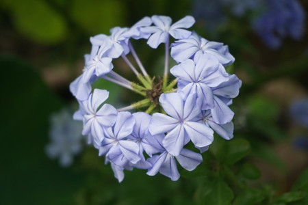 藍(lán)花丹的觀賞價(jià)值