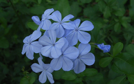 藍(lán)花丹的藥用價(jià)值