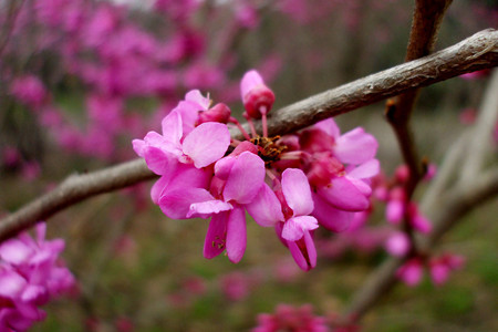 紫荊花的花語(yǔ)