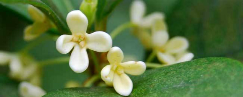 家里可以養(yǎng)桂花嗎