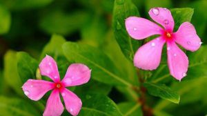 長(zhǎng)春花的花語(yǔ)及傳說