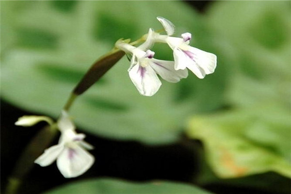 孔雀竹芋開(kāi)花開(kāi)花代表什么