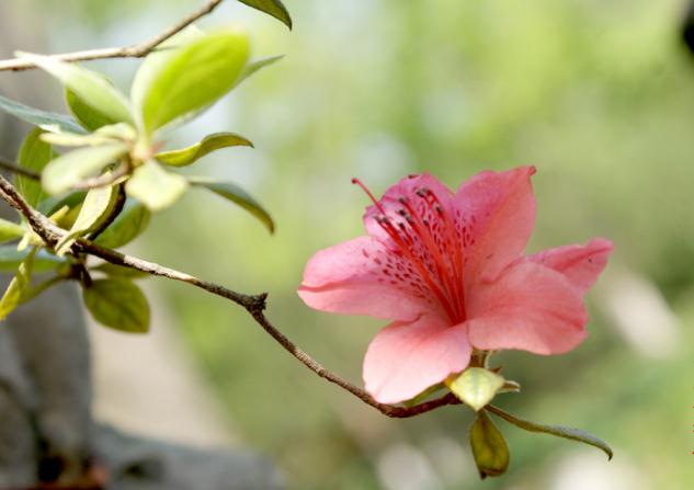 杜鵑花有毒，但可以入藥