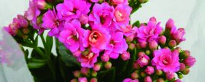 長(zhǎng)壽花什么時(shí)候開(kāi)花旺