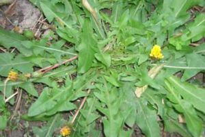 天冷就吃這種“野菜”，種子撒一把，30天長(zhǎng)成一盆