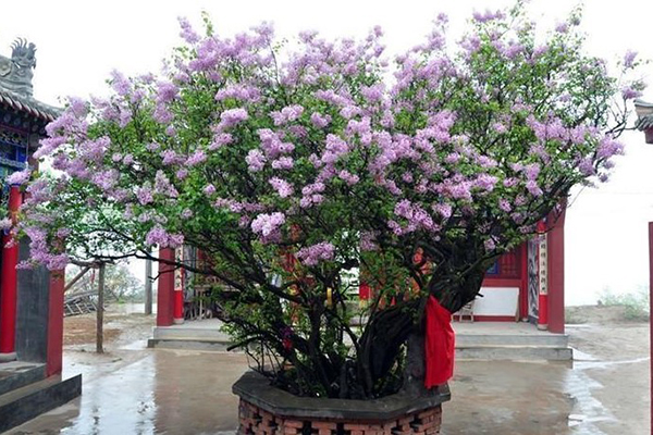 養(yǎng)花就用“它們”，抓一把扔土里，開出100朵花骨朵