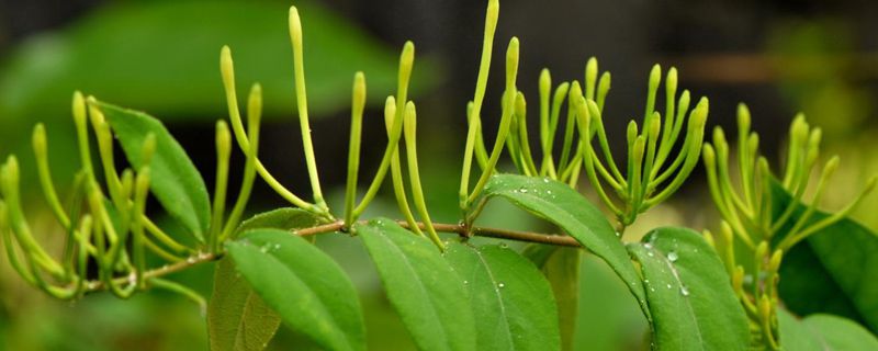 金銀花什么時(shí)候開(kāi)花