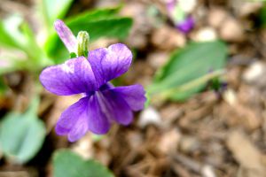 這種“花”，遇見之后別睬它，在醫(yī)生那里，它可是寶貝