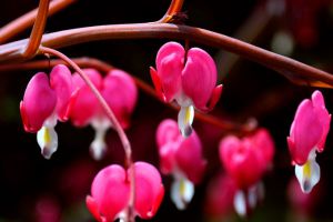 秋冬季節(jié)馬上來，家里養(yǎng)幾盆“凍不死”花卉，再冷也能賞花！