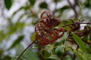 別看這種植物“丑”，市場(chǎng)上都搶不著，營(yíng)養(yǎng)比燕窩還高！