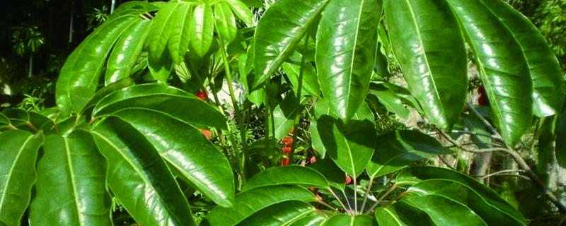 鵝掌藤會開花嗎