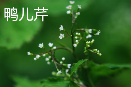 鴨兒芹