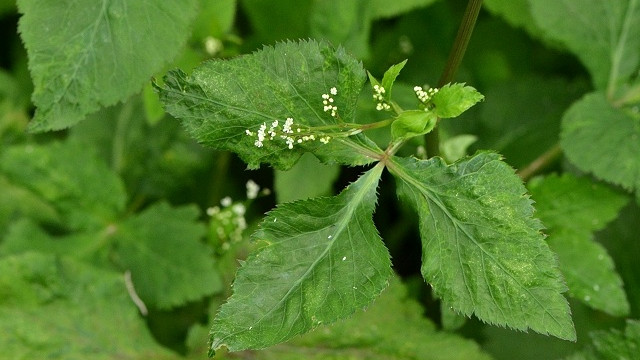 鴨兒芹和香菜的區(qū)別