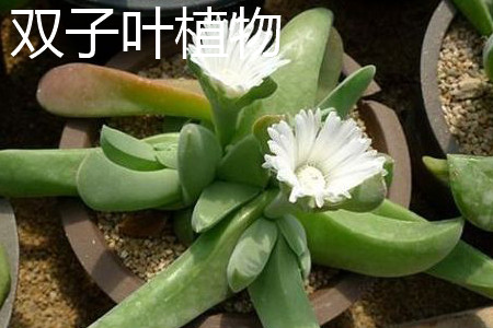 雙子葉植物