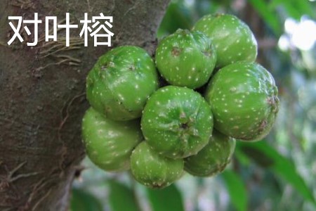 對(duì)葉榕果實(shí).jpg