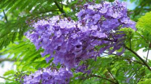 藍花楹與鳳凰木區(qū)別