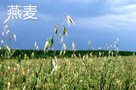 燕麥，植株·1.jpg