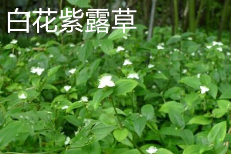 白花紫露草