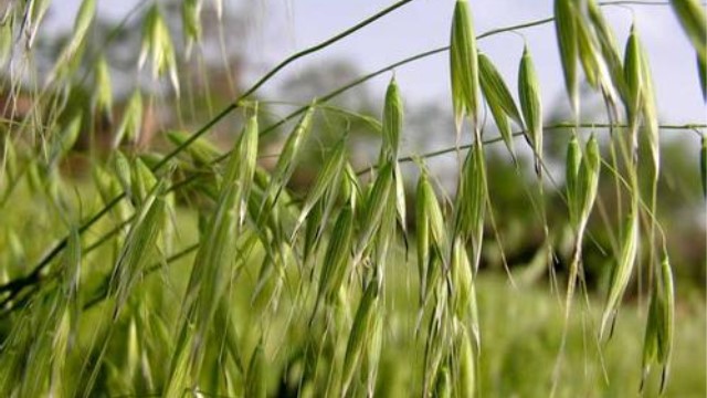 小麥和燕麥的區(qū)別