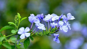 藍(lán)星花和藍(lán)雪花的區(qū)別