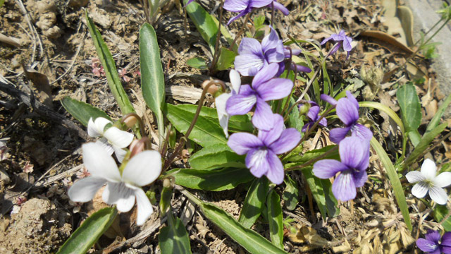 白花地丁和紫花地丁的區(qū)別