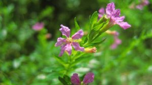 雪茄花和滿天星的區(qū)別