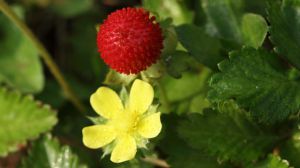 野草莓花和蛇莓的區(qū)別