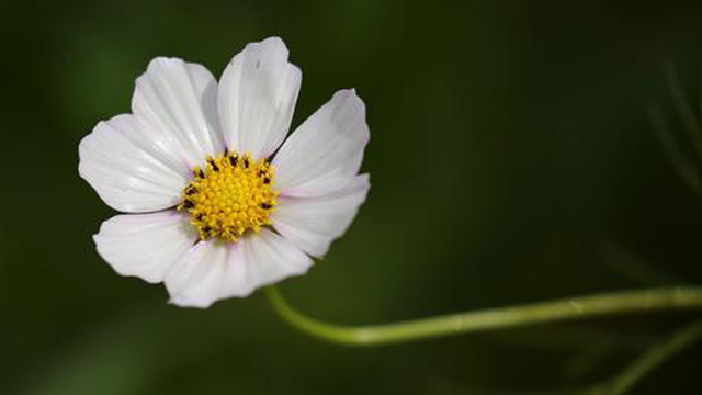 茼蒿花和格?；ǖ膮^(qū)別