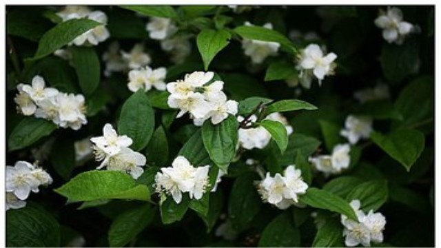 山梅花和太平花的區(qū)別